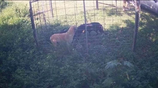 PART 2: The journey to spay/neuter the remaining satos from the feral pack on Dead Dog Beach.

Yesterday, we left off with Natalia and Samuel&rsquo;s decision to install an extra large USDA-grade humane live trap at Dead Dog Beach. This was a last re