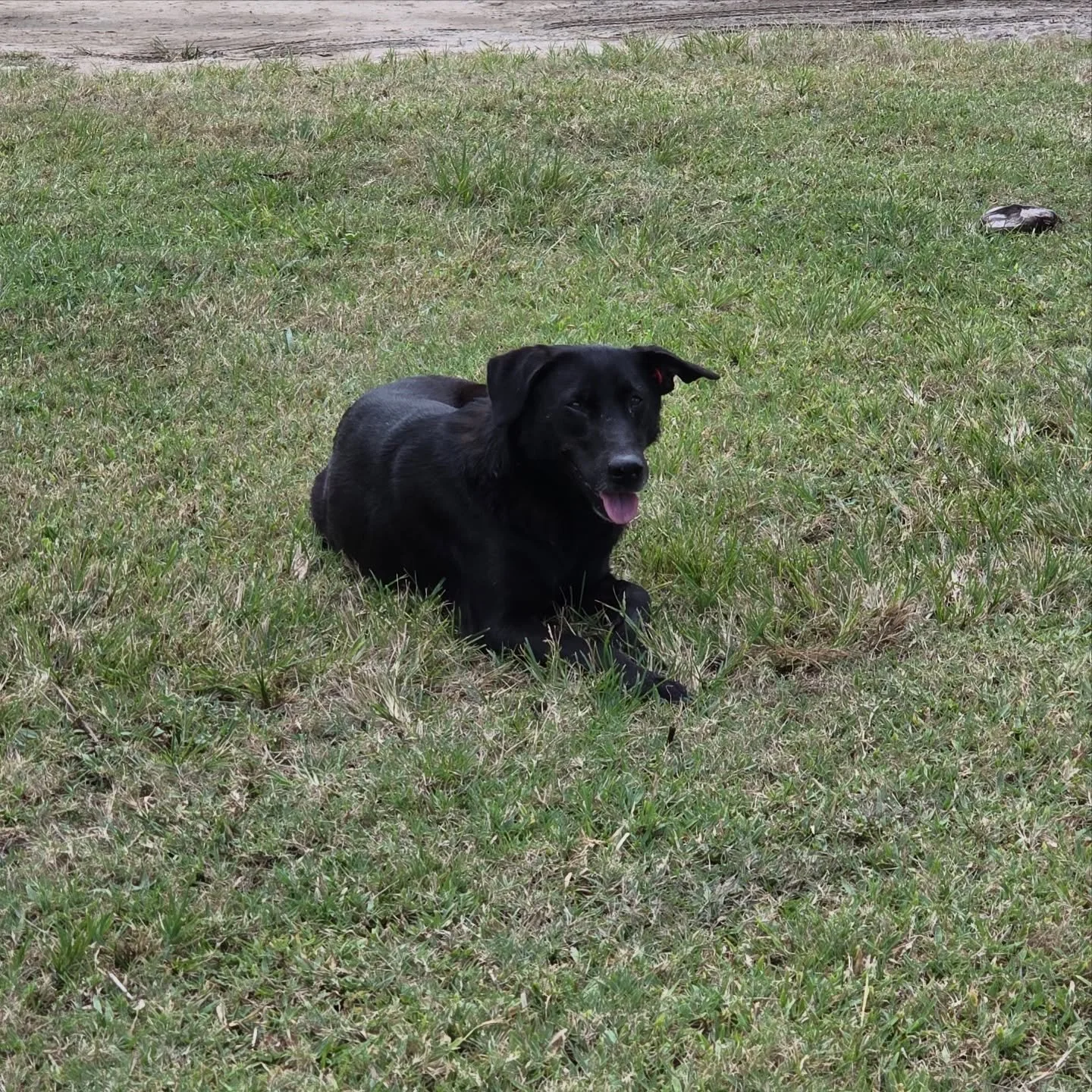 Final part: checking in on Tuco, Flaca, and Negra a few weeks later 🤗

We loved sharing the joyous footage of this trio&rsquo;s release yesterday, back to the beach they&rsquo;ve called home for years &hearts;️ Some tears were definitely shed watchi