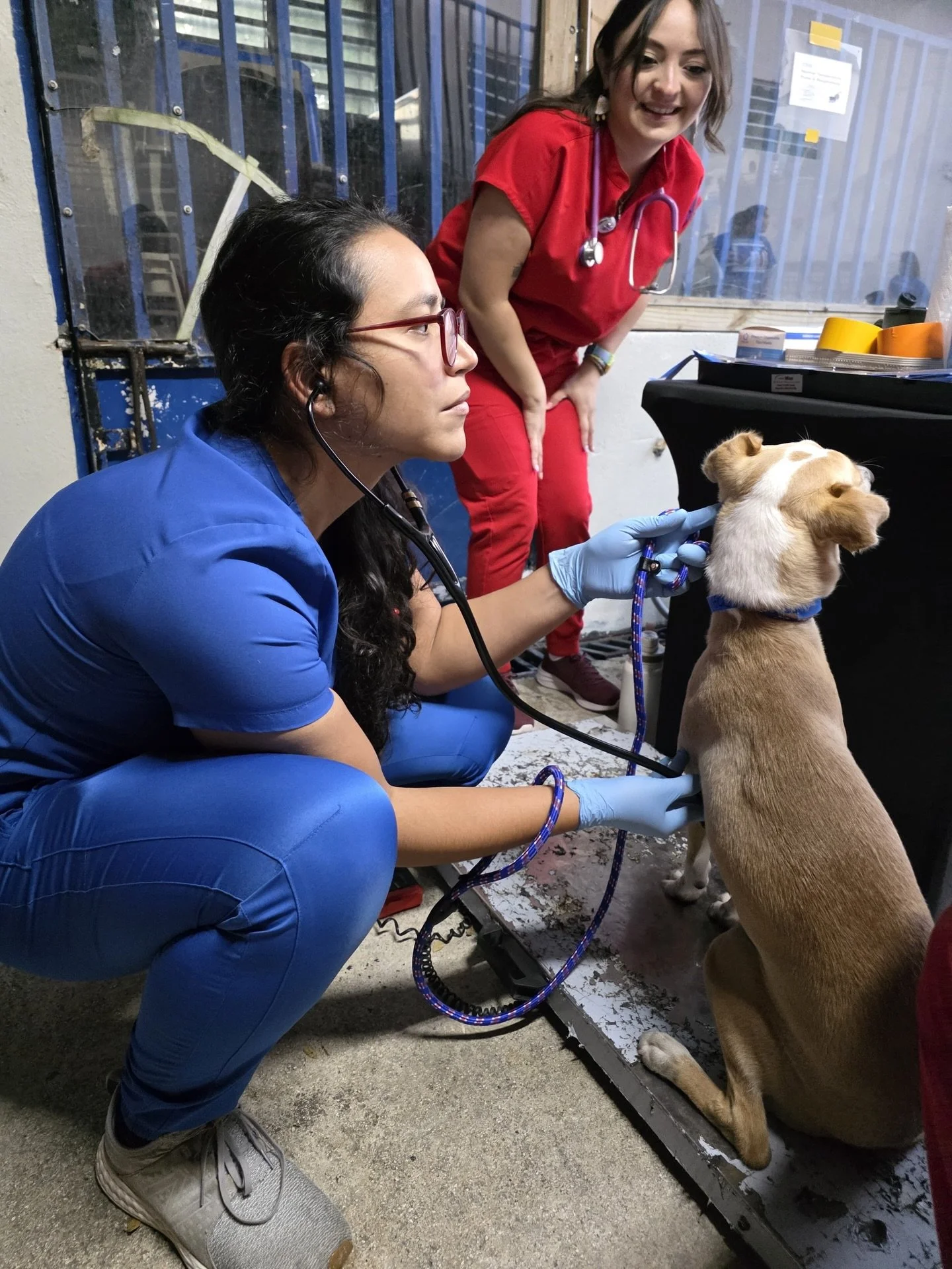 Day 1 of Operation Sato TNR! 

We have going for a couple of hours already 💪🏽

First pups are receiving physical exams and then getting ready for surgery ✂️✂️✂️

Hoping to give completely free of charge spay/neuter/vaccine and preventative services
