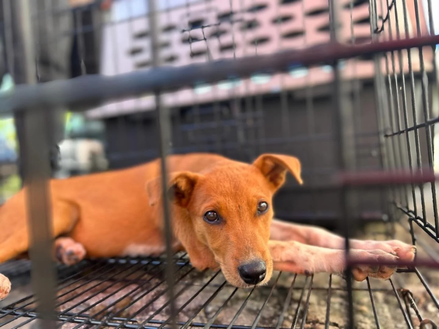 Meet some of the spectacular satos served at our Operation Sato over the last 48 hours. Each of these dogs&mdash;whether they are community pets, part of a managed feeding route, or feral&mdash;received high-quality spay/neuter and vaccine services a