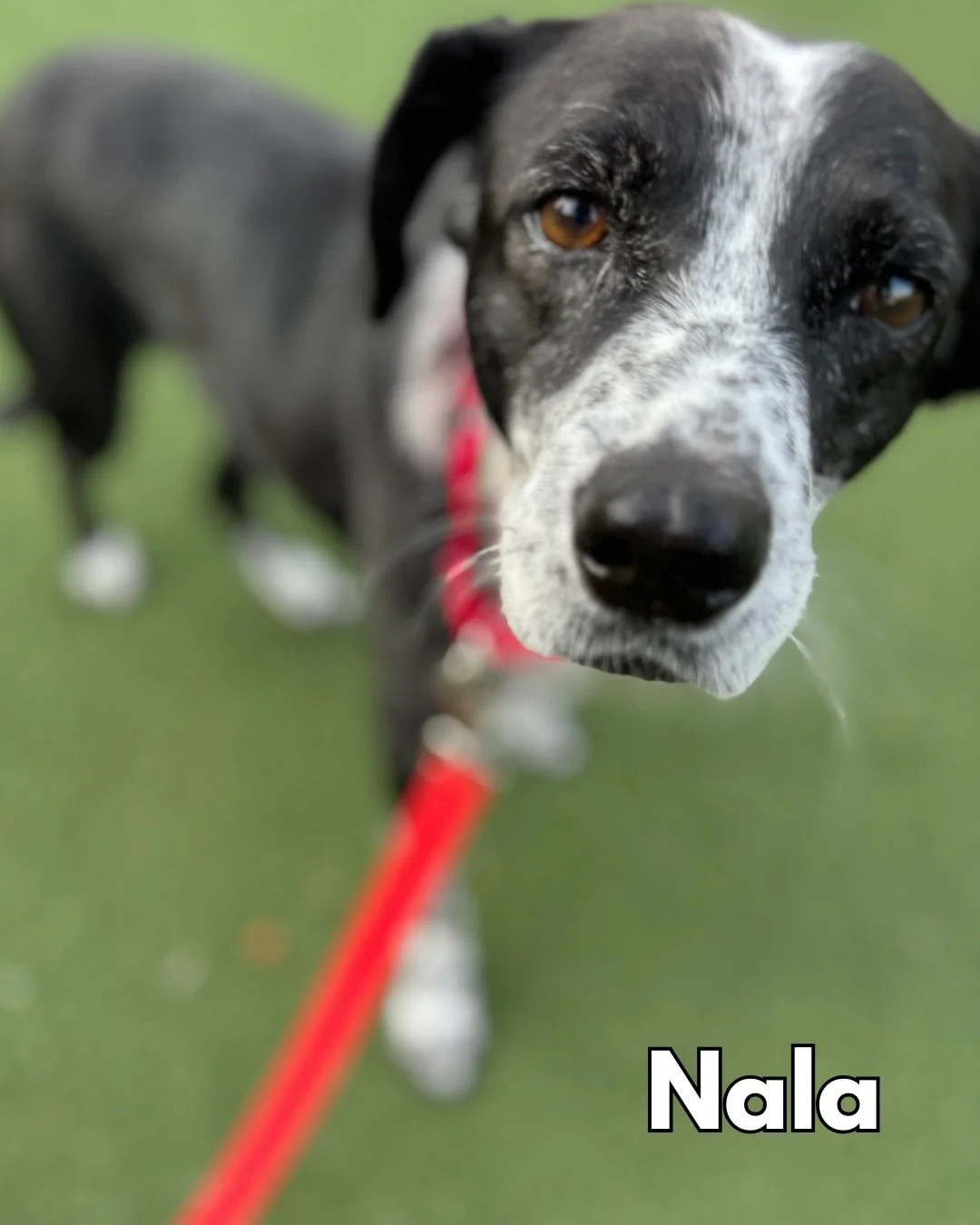 LAS CHICAS EN FOSTER 🥰 We have four lovely ladies in foster homes looking for adopters!

NALA (8-10 years), SHIRA (5 months), NENA (7 months), and TIGRA (5 months) have been loving life on the mainland with their fosters. The puppies have been learn