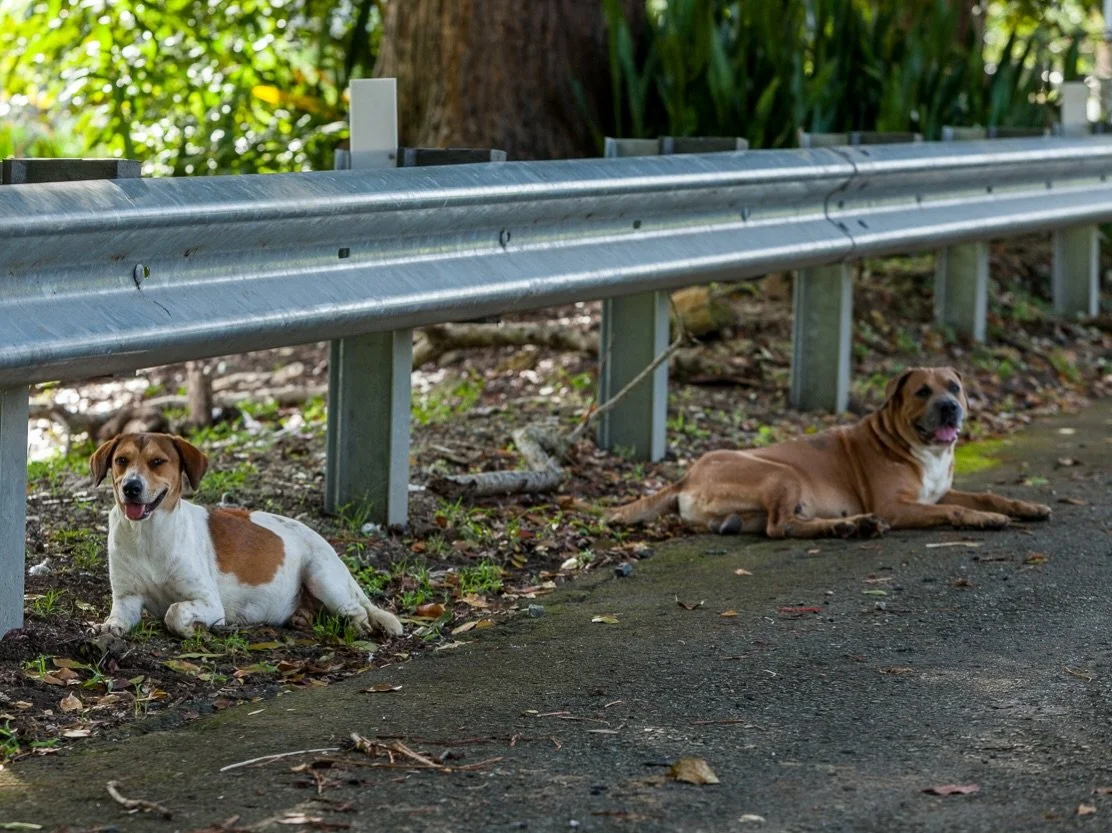 Hoy, 4 de abril, es el D&iacute;a Internacional de los Animales Callejeros 🐕 Raising awareness about the plight of stray animals worldwide!

When we educate about the 650,000 stray dogs roaming Puerto Rico, we try to ask our community to understand 