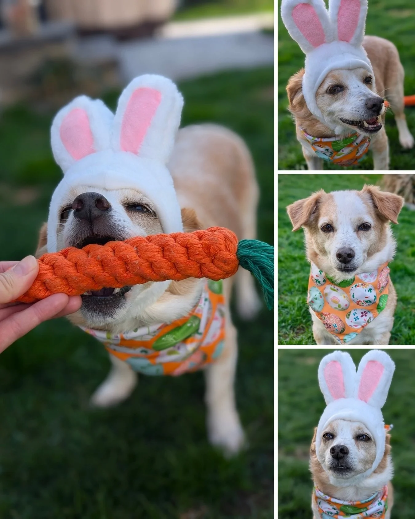 Happy Easter from adoptable TIMON! 🐰 Our little sato bunny has been waiting so patiently for his forever home to find him 💛

He is leash and crate trained, great with other dogs and all humans. Loves to cuddle and will follow you everywhere (especi