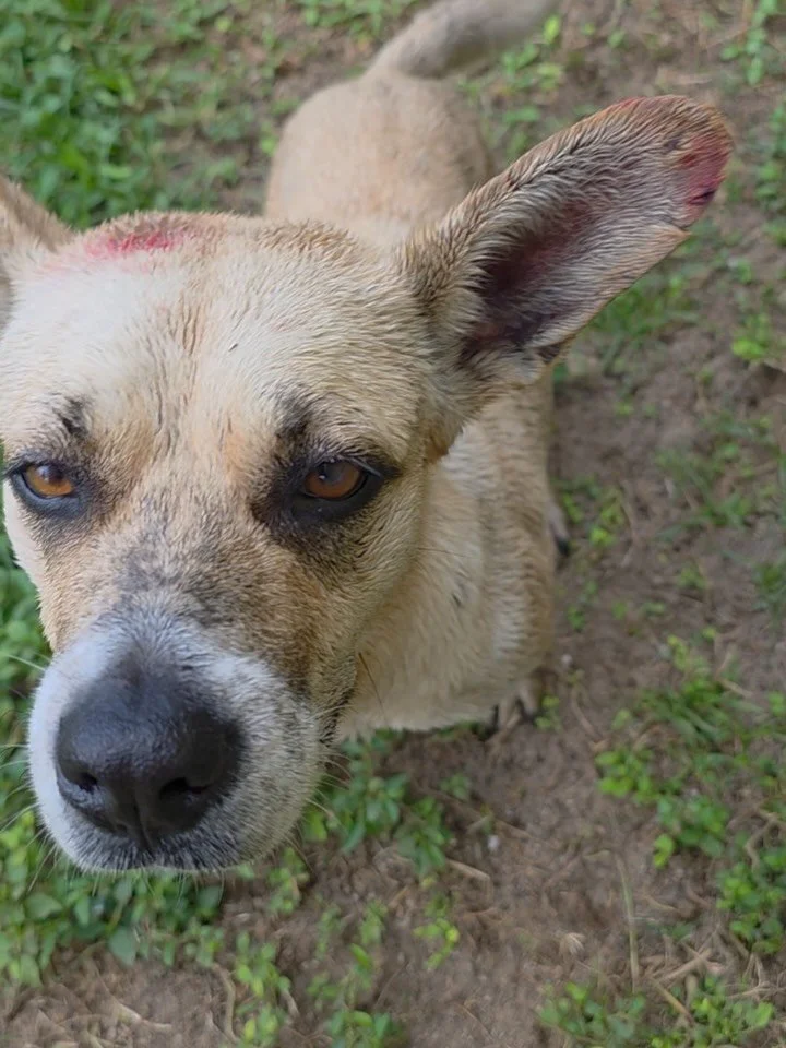 Swipe to see her full recovery ➡️

Found on Dead Dog Beach covered in small wounds and sores, MERET has healed beautifully since her rescue &hearts;️ Her big Dumbo ears and even bigger smile make our staff happy every day. 

After a full vetting prot