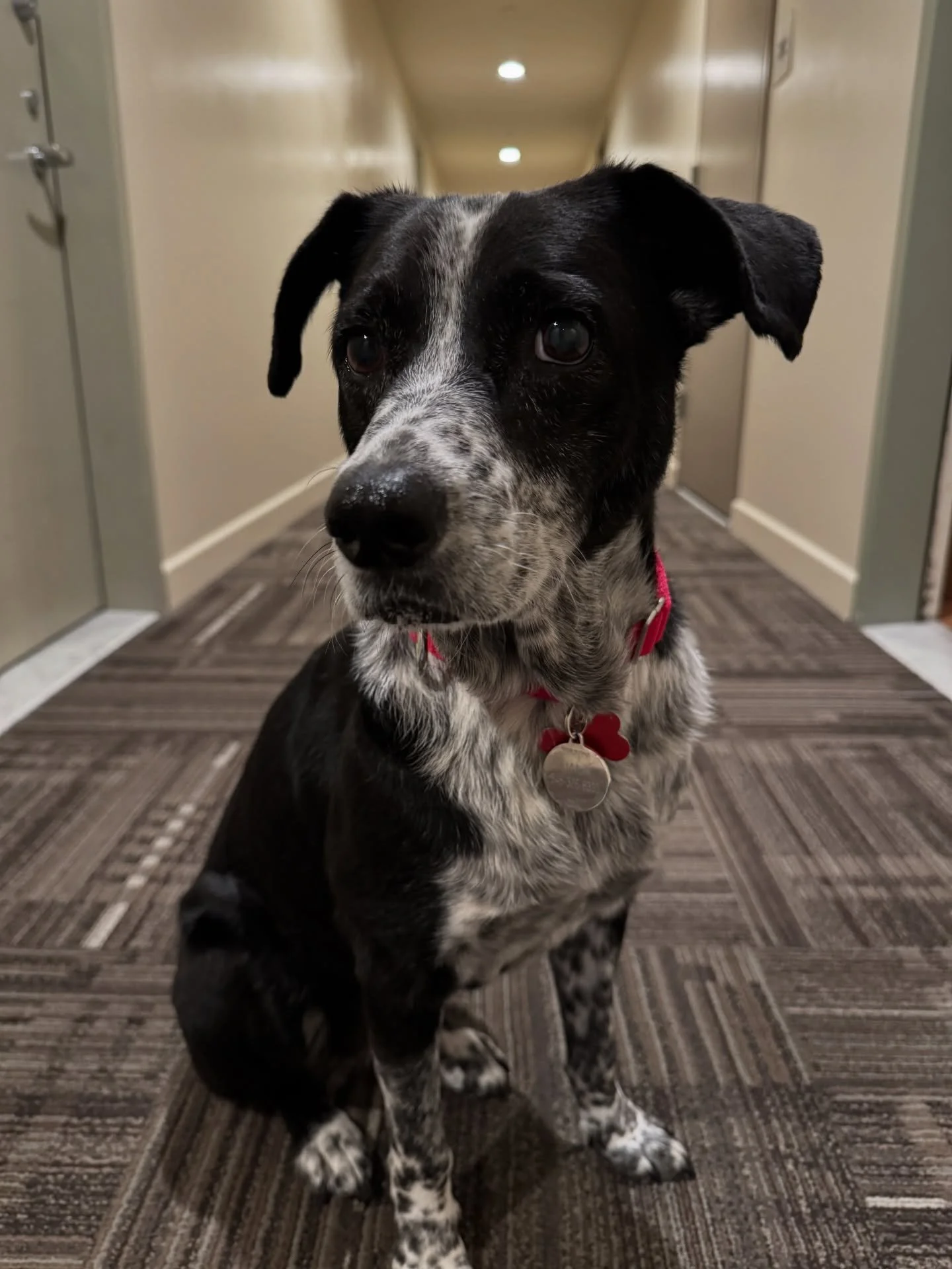 Senior girl Nala needs a little love on social media, people! We are so confused as to how she hasn&rsquo;t had any applications. We&rsquo;re asking our community to please share this post! 

You&rsquo;d never guess this gentle sweetheart was 10 year