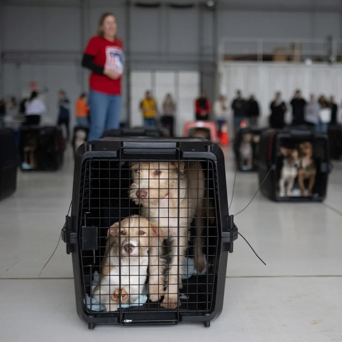 &iquest;TIENES PREGUNTAS SOBRE C&Oacute;MO VOLAR ANIMALES CON SATO UNITED? (English in comments)

&iexcl;Nuestro vuelo inaugural de SATO United despegar&aacute; la noche del 15 de mayo y llegar&aacute; a Morristown, NJ, temprano en la ma&ntilde;ana d