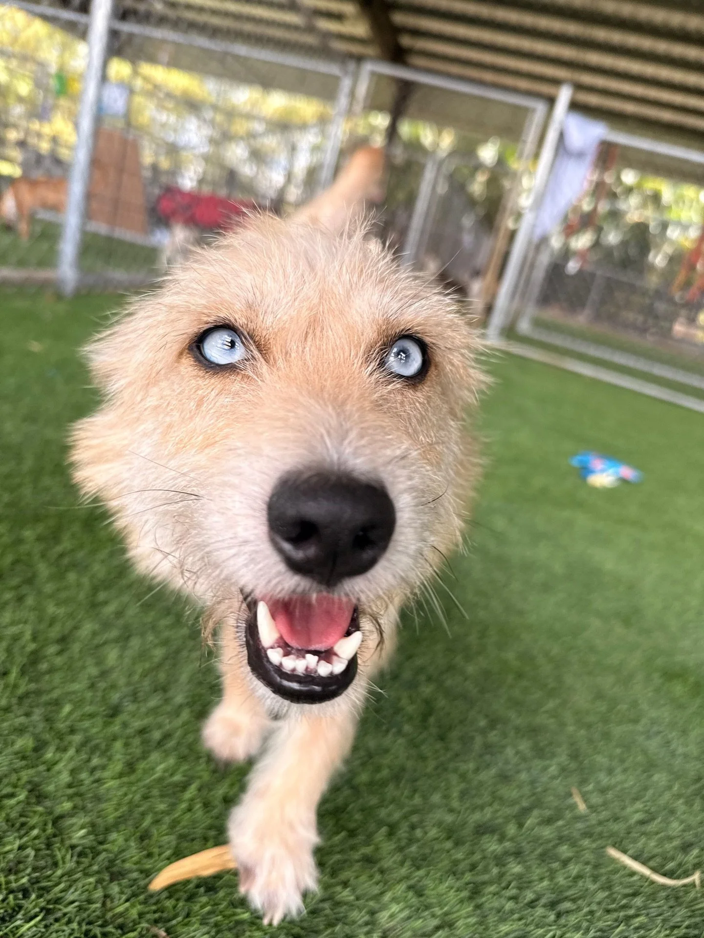 Beautiful BRISKET absolutely stops us in our tracks with her big baby blues 🩵 Small but mighty, this little mama has the personality to match her appearance. We can&rsquo;t get enough of her scruffy little self!

Brisket was found with her three pup