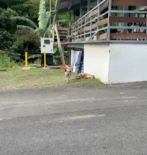 Today we would like to share some beautiful words from one of our #OperationSato volunteers who has helped us bring satos to our clinics for TNR (trap, spay/neuter, release):

&ldquo;Buenos d&iacute;as! Comparto mis chicas TNR en la buena vida. Ahora