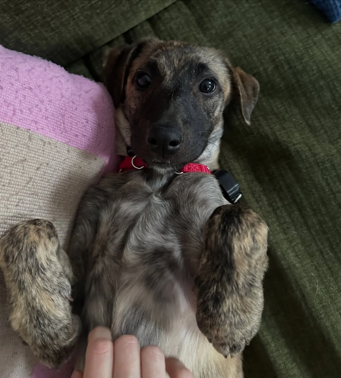 We thought sweet brindle puppy SHIRA was close to being adopted, but her application fell through 😔 She has been waiting so patiently in her foster home with @natniz, learning all the skills to become the best grown up doggie someday! But where is h