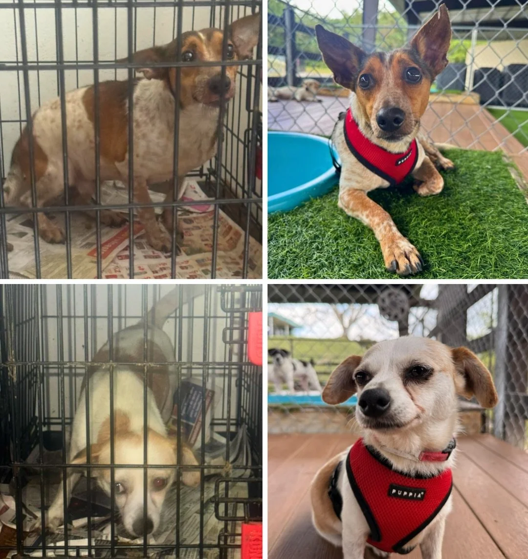 You all resonated with Fred&rsquo;s story so much yesterday, so we thought we&rsquo;d share SHARLA and LEOPOLD, who were also rescued from the San Lorenzo hoarding case. While in better physical condition than Fred, both of these satos had extreme sh