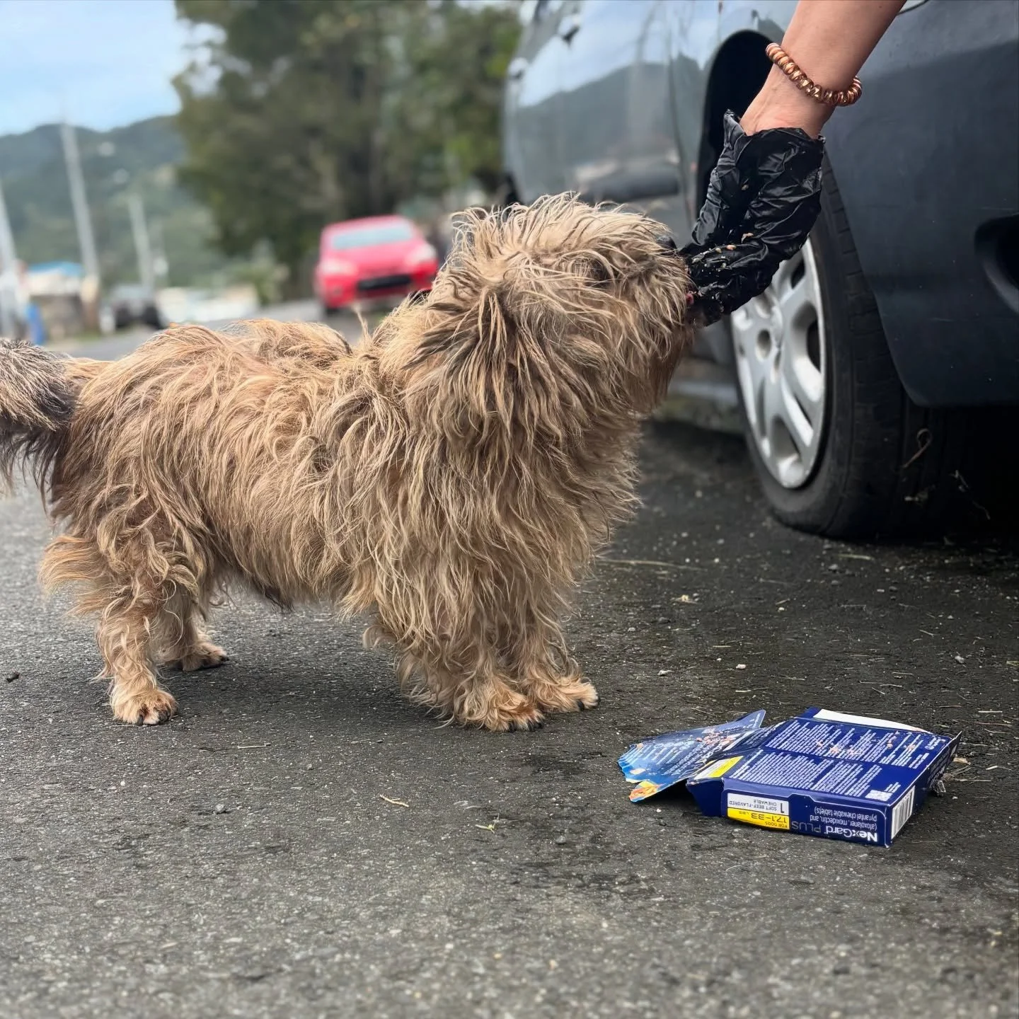 IT&rsquo;S FLEA, TICK, AND MOSQUITO SEASON 🌸⬇️

As we slip deeper into spring, it&rsquo;s a great time to review the importance of PREVENTATIVES in keeping your pets (AND strays like Bartolo here!) safe and protected this season. 

When dogs come in