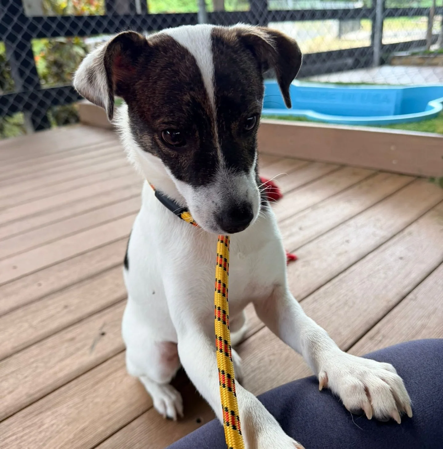 Rex, meet the world. World, meet Rex!!!

Rex was found shivering and huddled with a few other pups at a gas station. But you&rsquo;d never know he got such a rough start from how well he&rsquo;s been doing at our Sanctuary! Rex is a sweet, happy pupp
