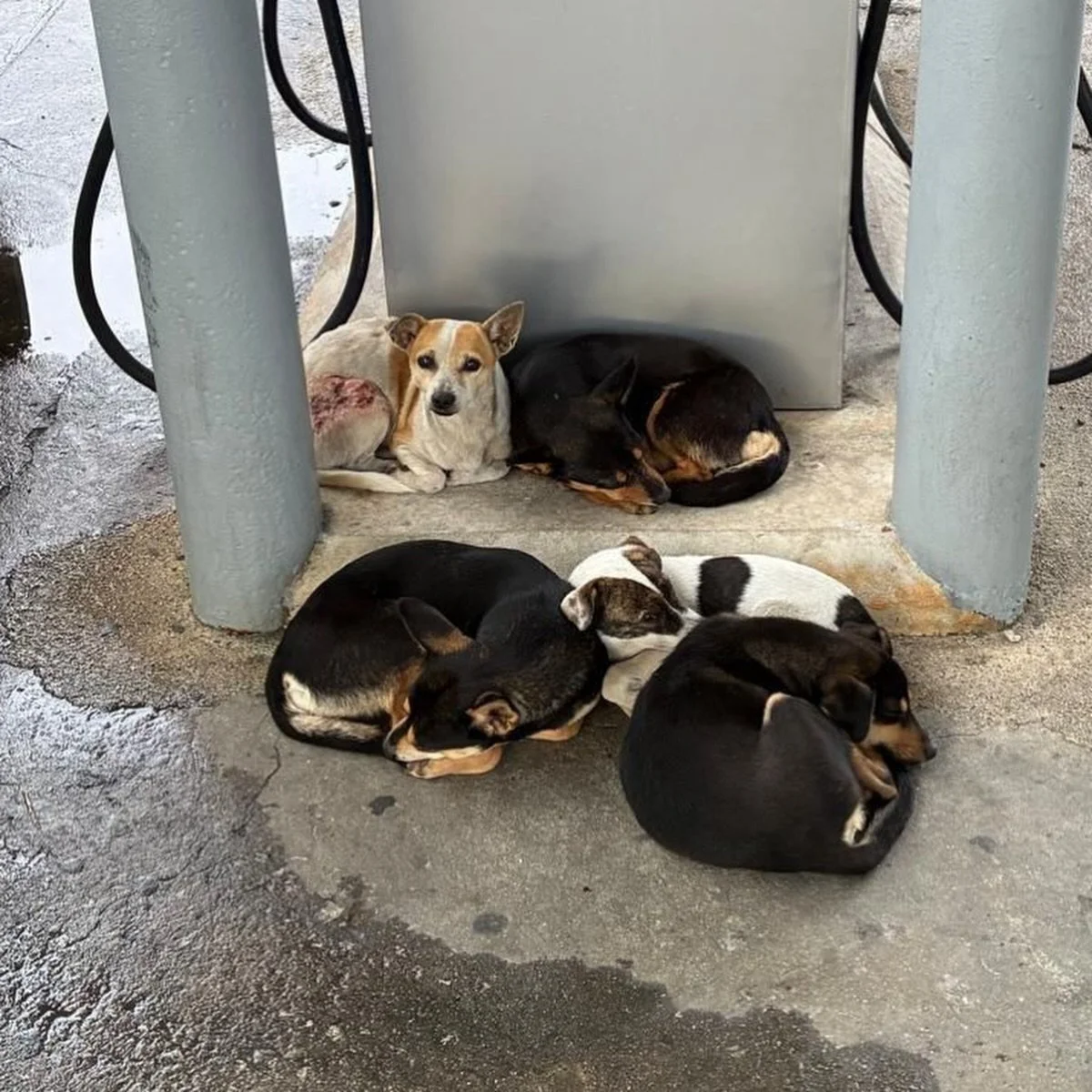 Found huddled and wounded, shivering in a gas station&hellip;.

To safe and loved at our Sanctuary!

Quite the before and after for these four special satos &hearts;️ (the fifth pup in the initial photo was sadly struck by a car before he could be sa