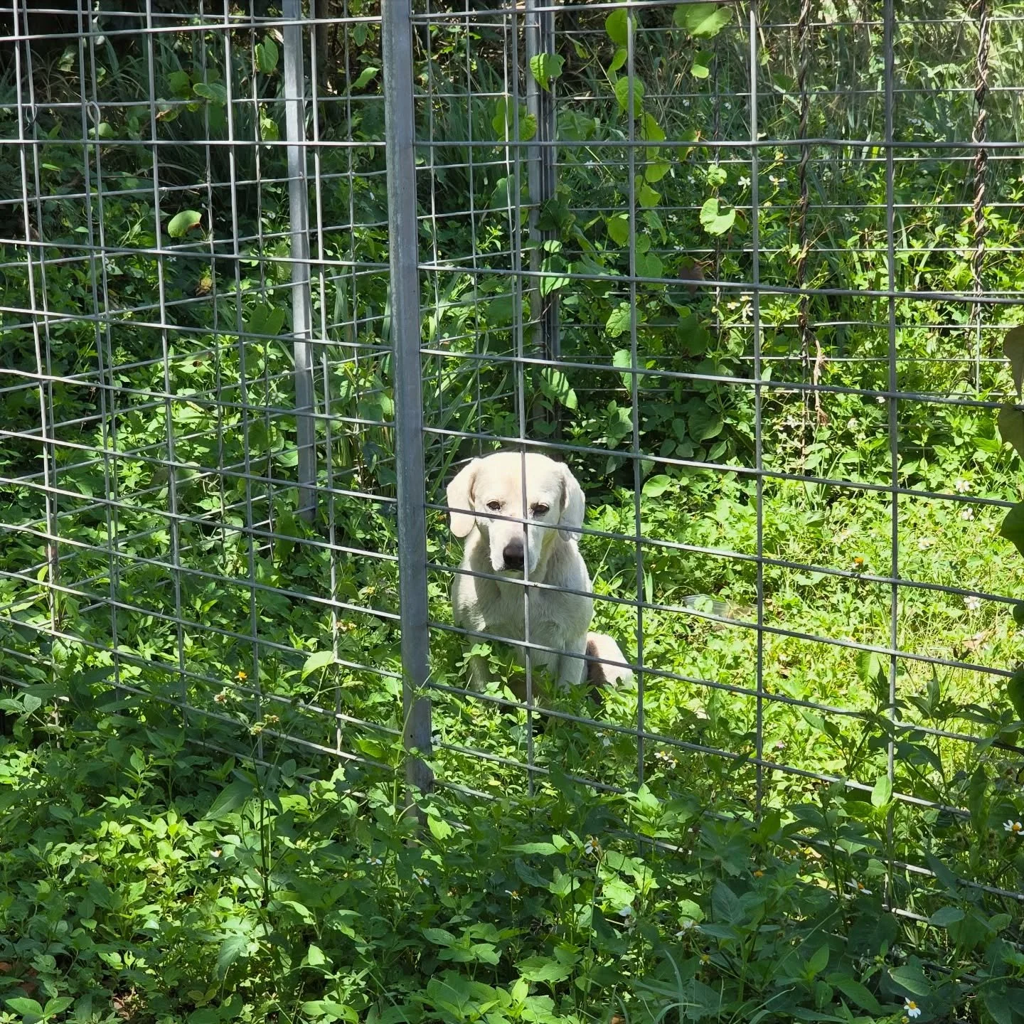 Big news: MARLEY, one of the male long term feral residents of Dead Dog Beach, has been successfully trapped and treated through our #OperationSato program!!

Just like the female satos living among this pack, Marley was humanely trapped, sterilized,