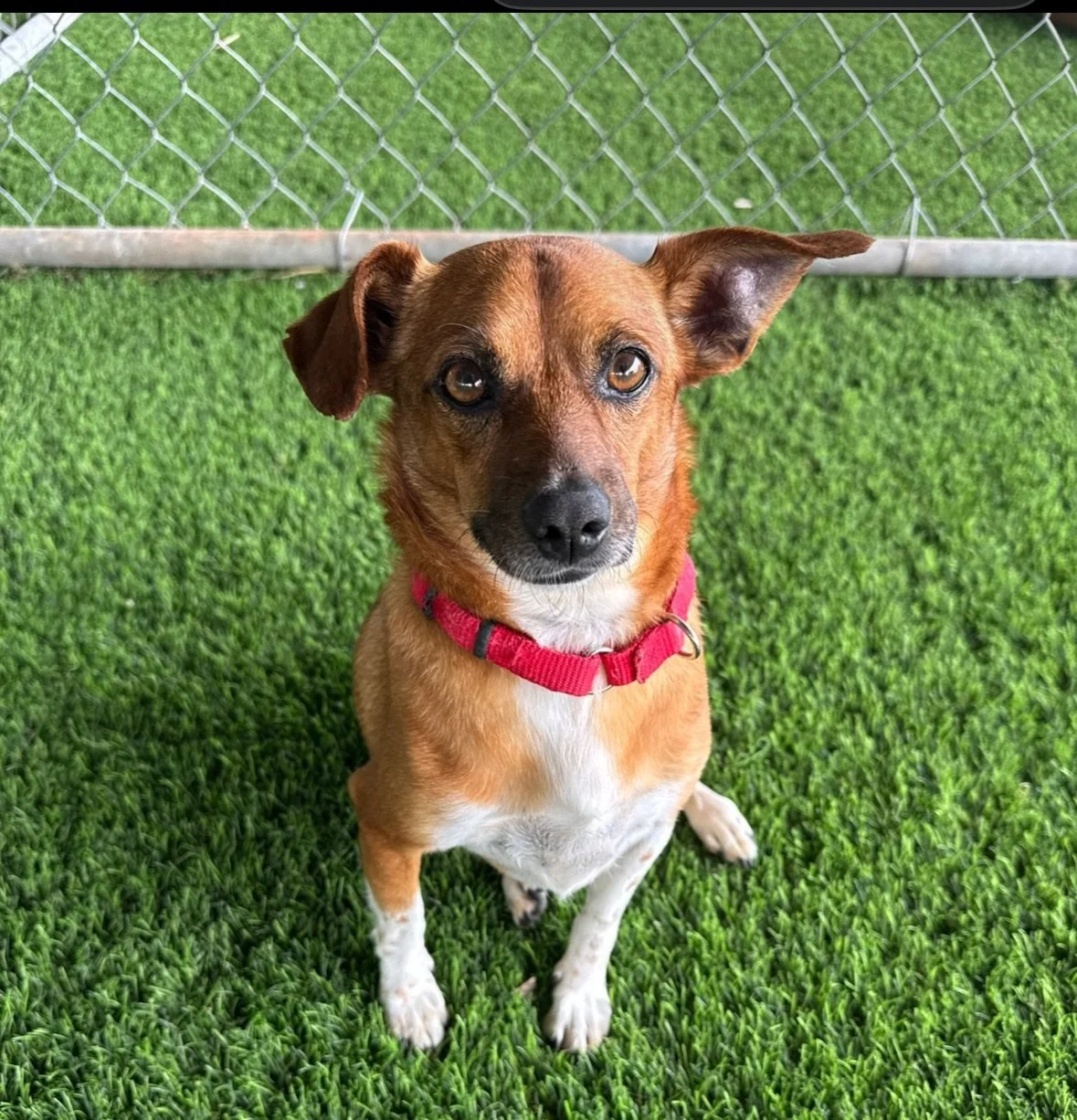 Samy has been in our program for far too long with no applications! Our staff reports he is a funny little nugget with a big personality, a penchant for lap naps, and a heart of gold🌟Samy is 3-4 years old and only weighs 12 lbs. He&rsquo;s the perfe