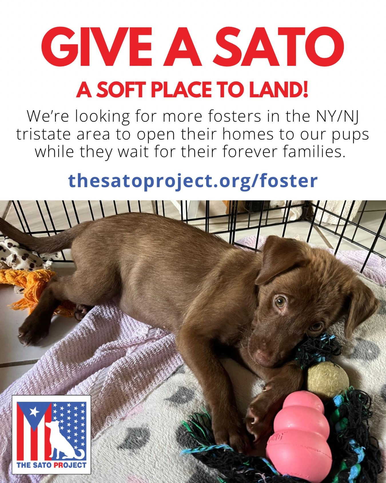 We&rsquo;re in full swing prepping for next month&rsquo;s flight, which means continuing to build up our foster program! Not in a position to take on a pup for the long haul, but want to give a sato a soft place to land? Sign up to foster one of our 