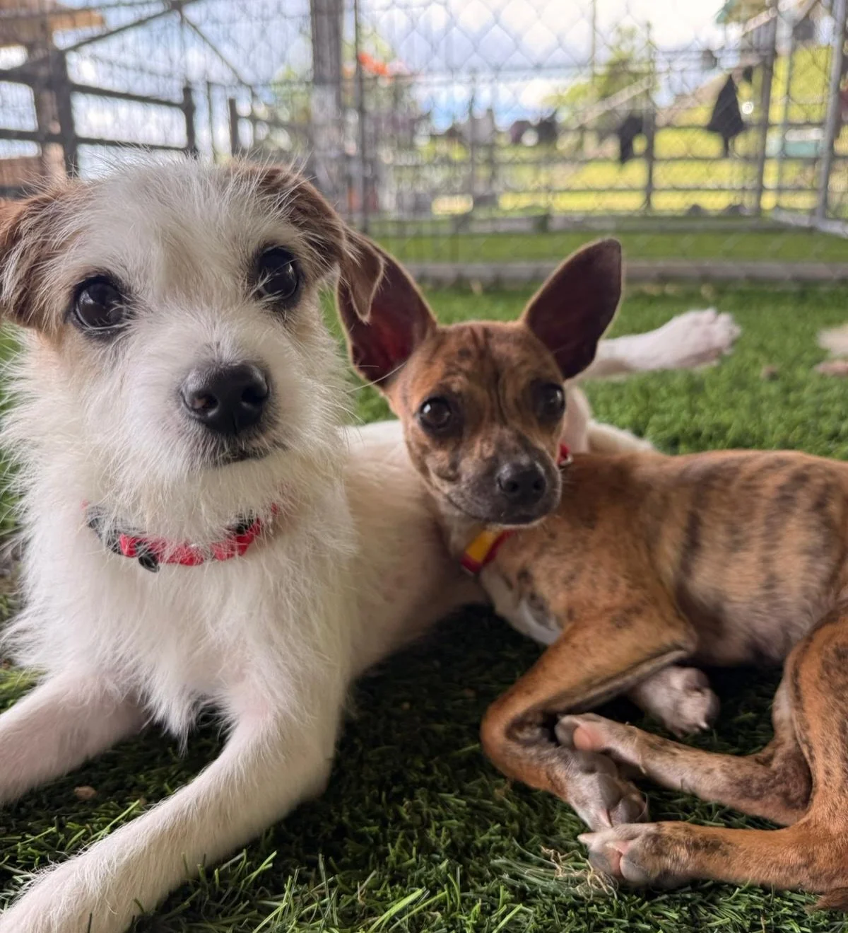 Okay, these three satos absolutely crack us up 🤗😭

PAULIE, ALI, and WILDER are such a funny bunch, we couldn&rsquo;t wait to introduce you. They&rsquo;re not bonded and don&rsquo;t need to be adopted together, but the combination of their personali