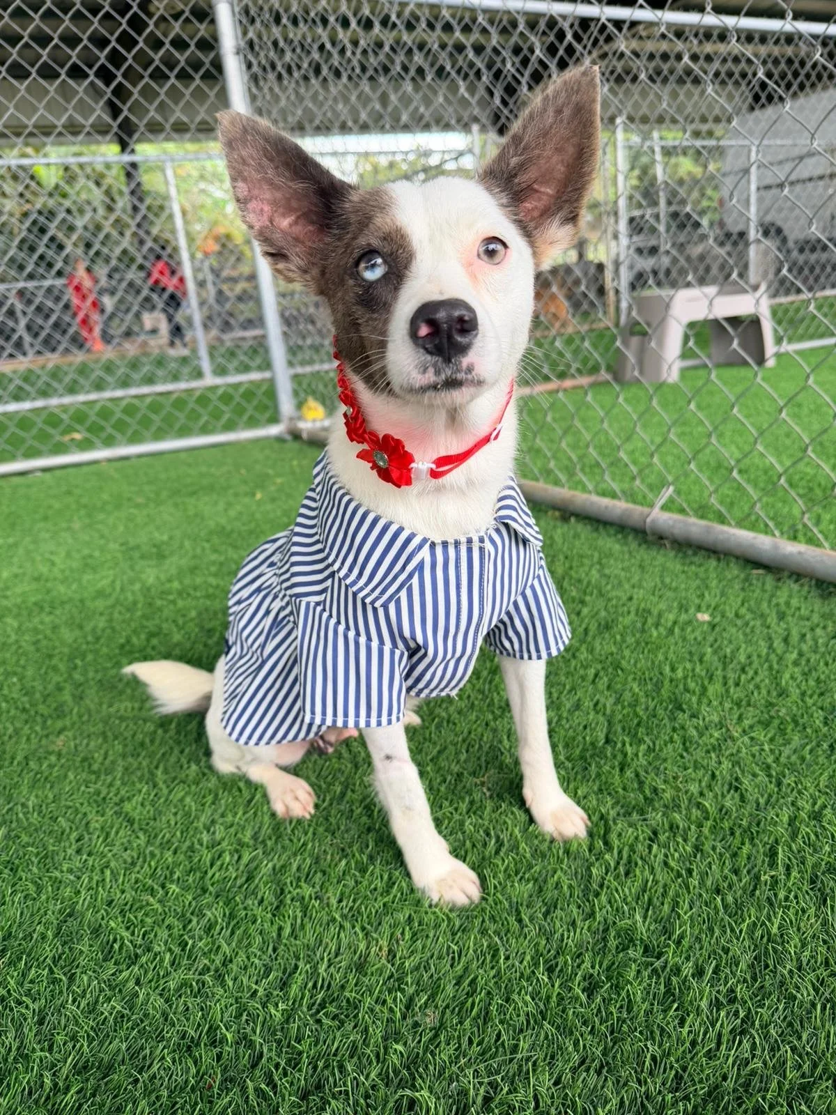 Our beauty queen BARBARA is ready for her close-up! Barbara was found pregnant and we knew we needed to give her a safe place to deliver her babies. While her puppies are still too young for adoption, their sweet mama is ready to go!

Barbara is 1-2 