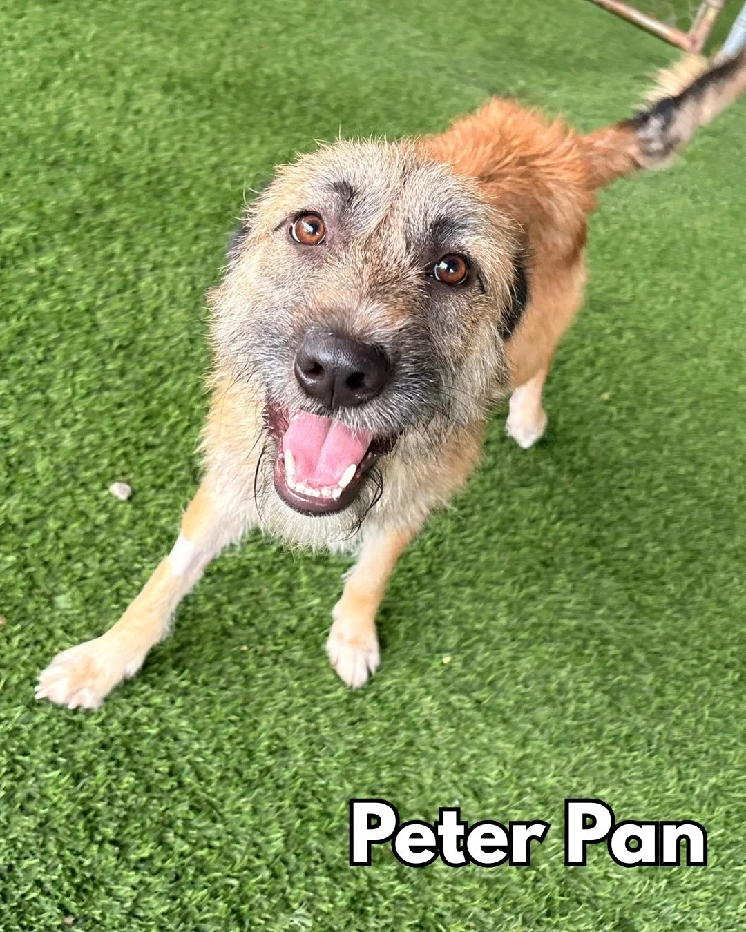 After posting the beautiful Jackson in a special tribute to our page this morning, we thought we&rsquo;d end the day with some sweet, wire-haired sato faces that remind us of him.

PETER PAN, WENDY DARLING, and MIKA are a lovely bunch we are so excit