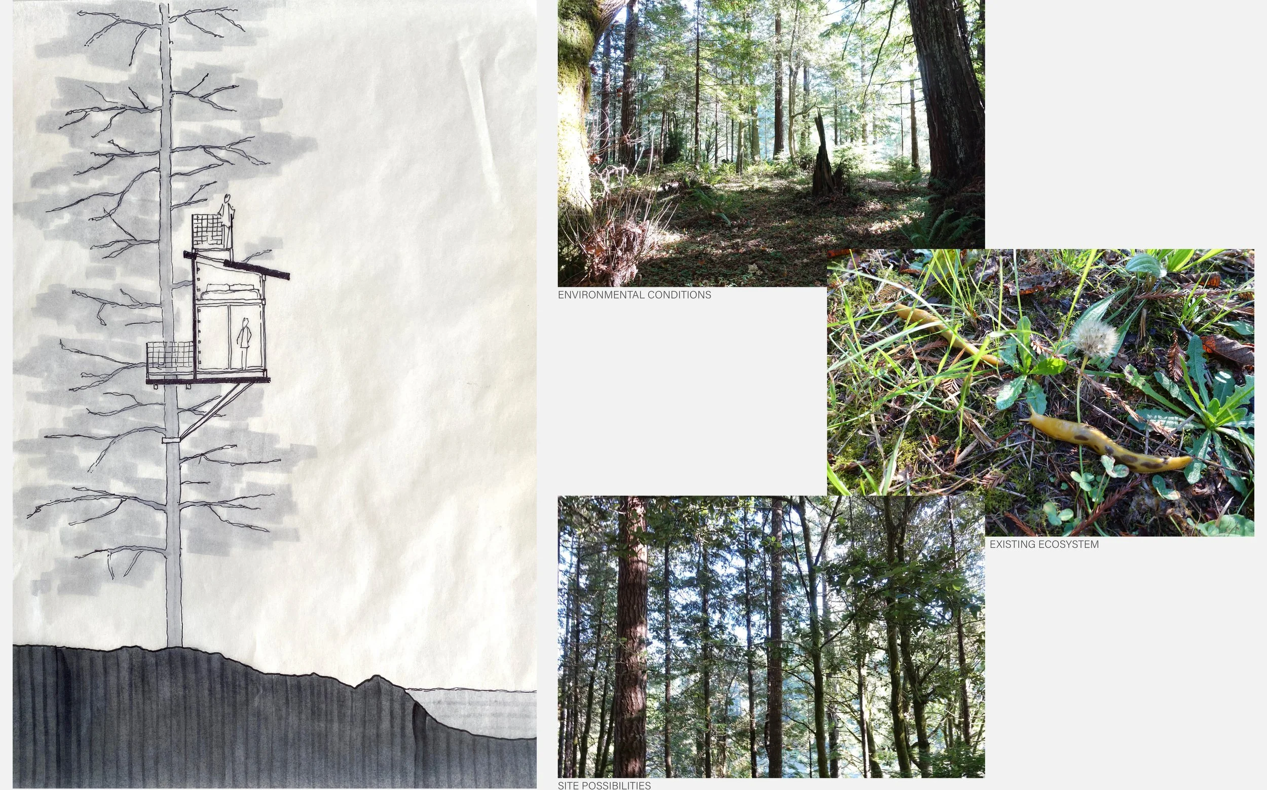 Treehouse 2.jpg