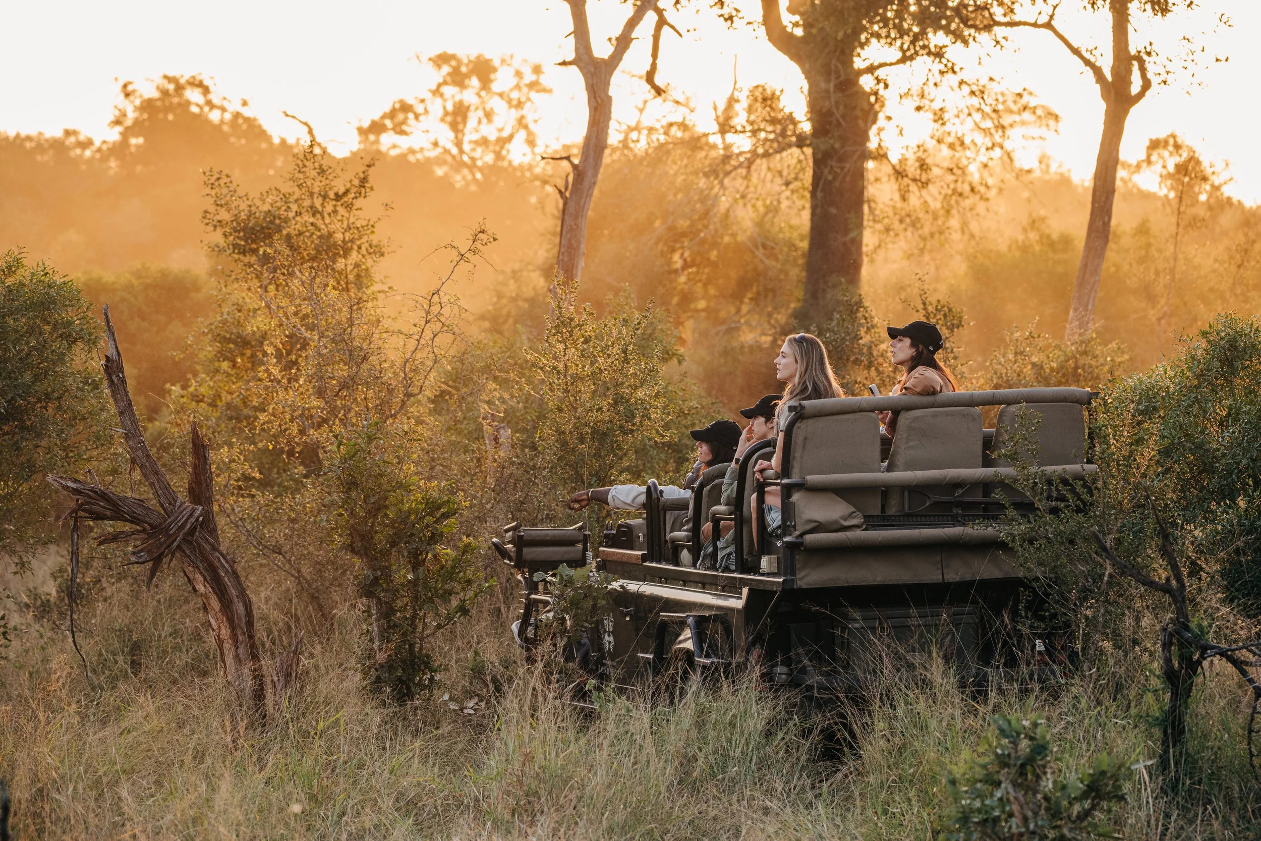 Travelers on safari drive searching for wildlife