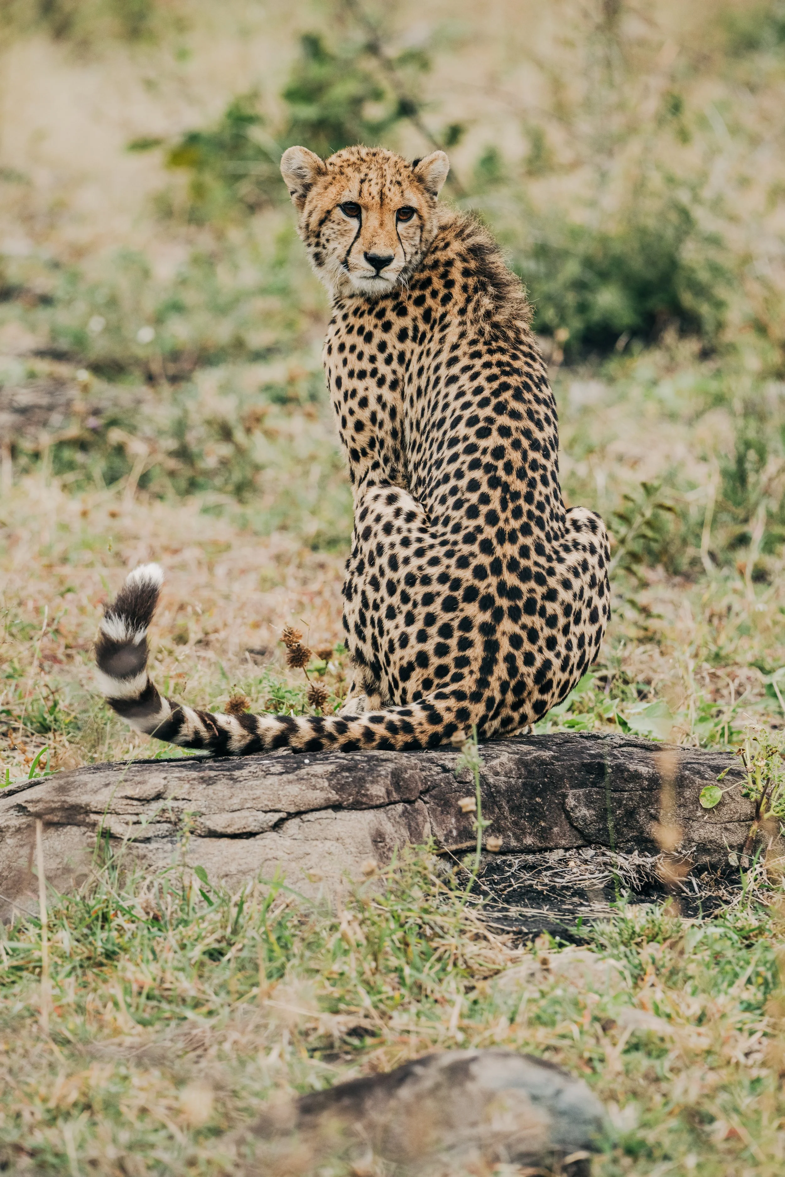 A cheetah photographed at Londolozi Luxury Safari Camp