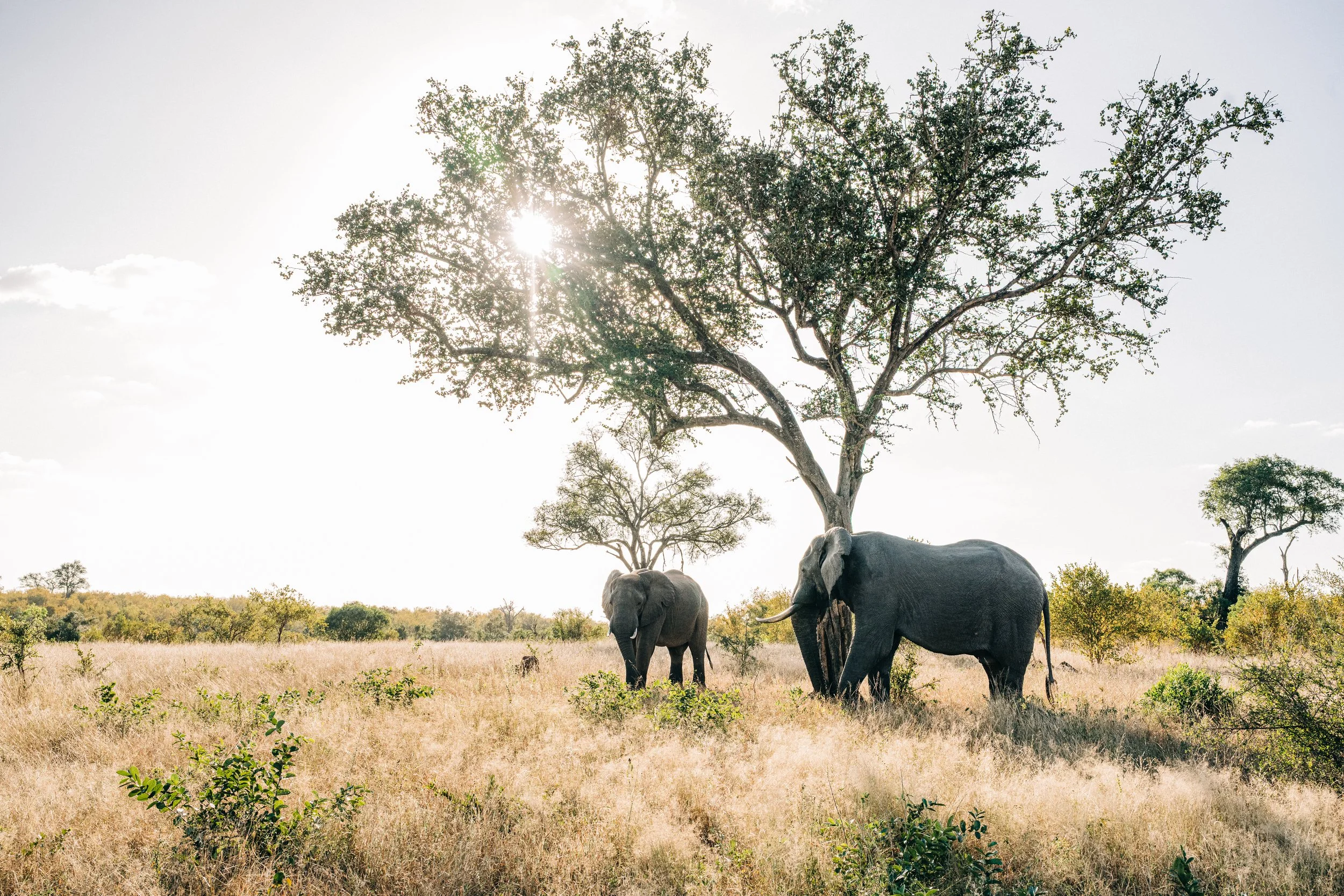 Elephants on reservation in South Africa