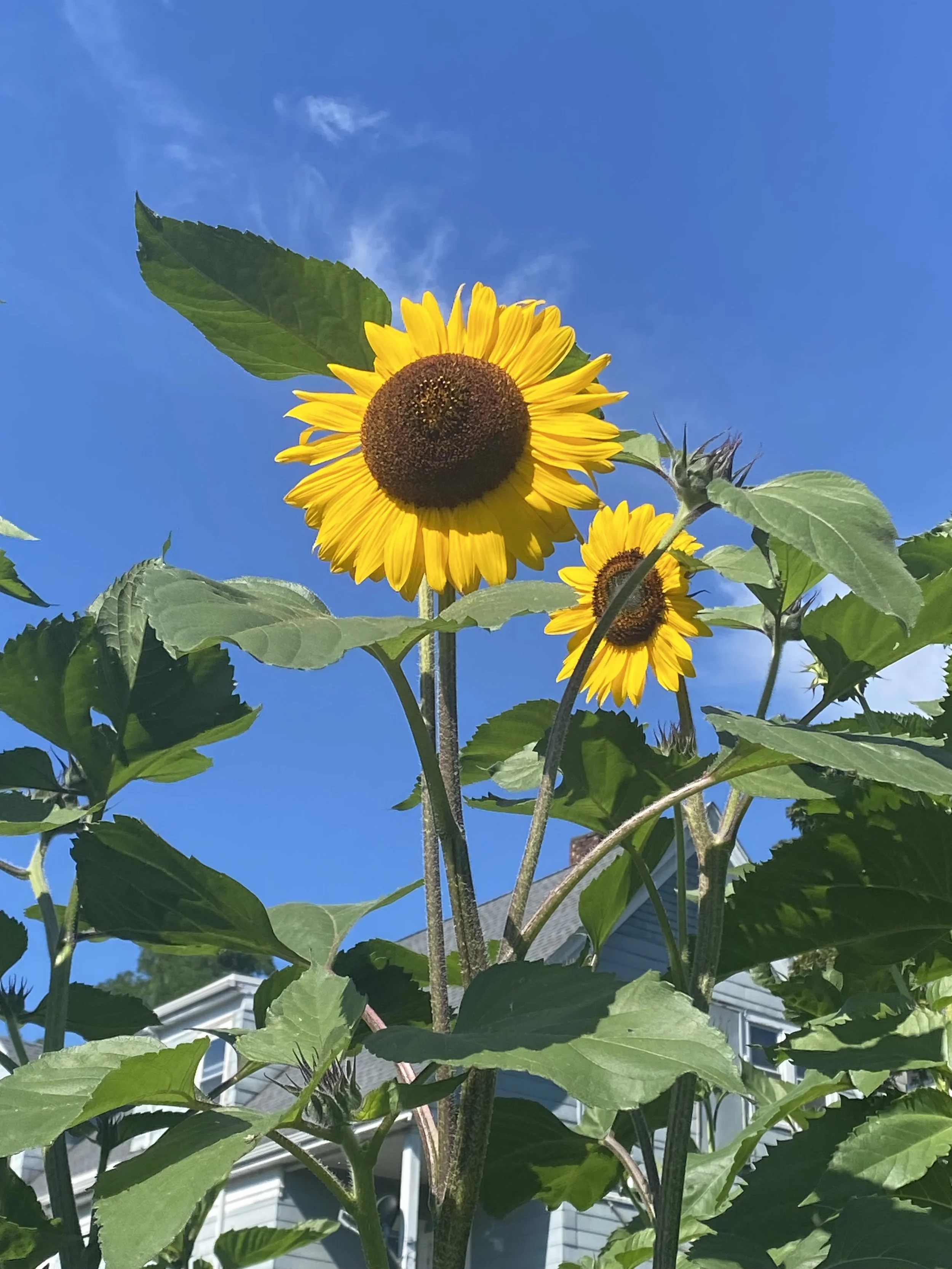 Roxbury Sunflower Project 2026 - Opening Day