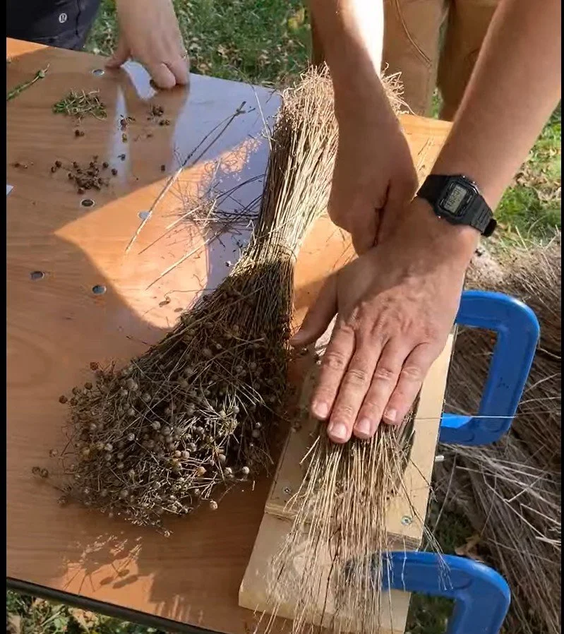 A bundle of flax lays on a table as hands work with the dried material.