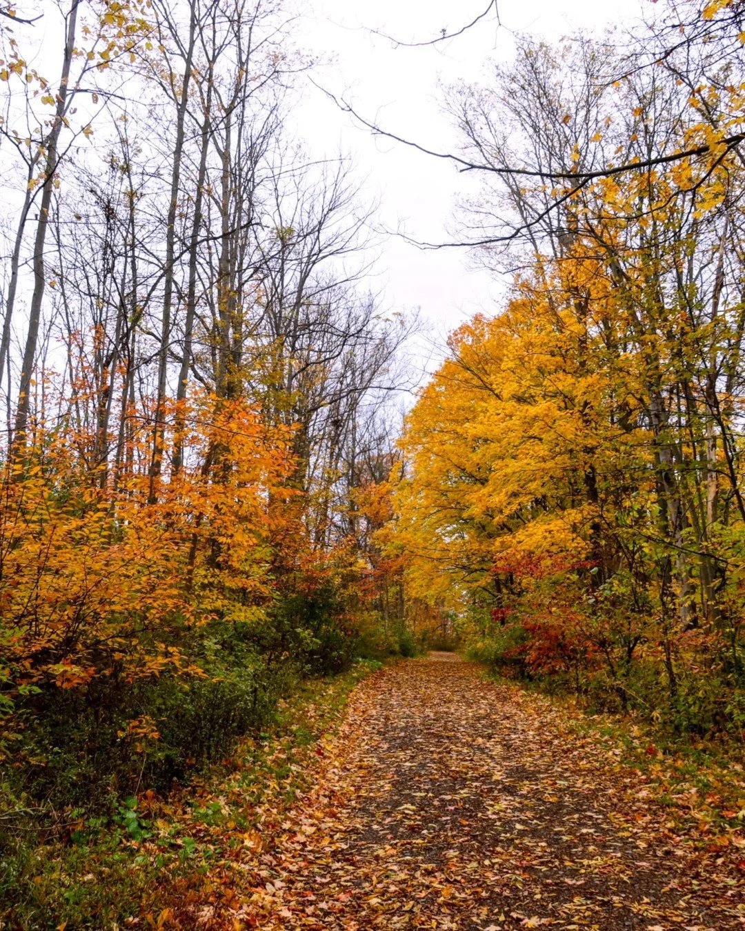 Happy Bruce Trail Day! Here at The Brown Homestead we are taking time to reflect on the beauty of Short Hills provincial park and the magnificent Bruce Trail, right across the street from our historic house!

Being located so close to this vibrant na