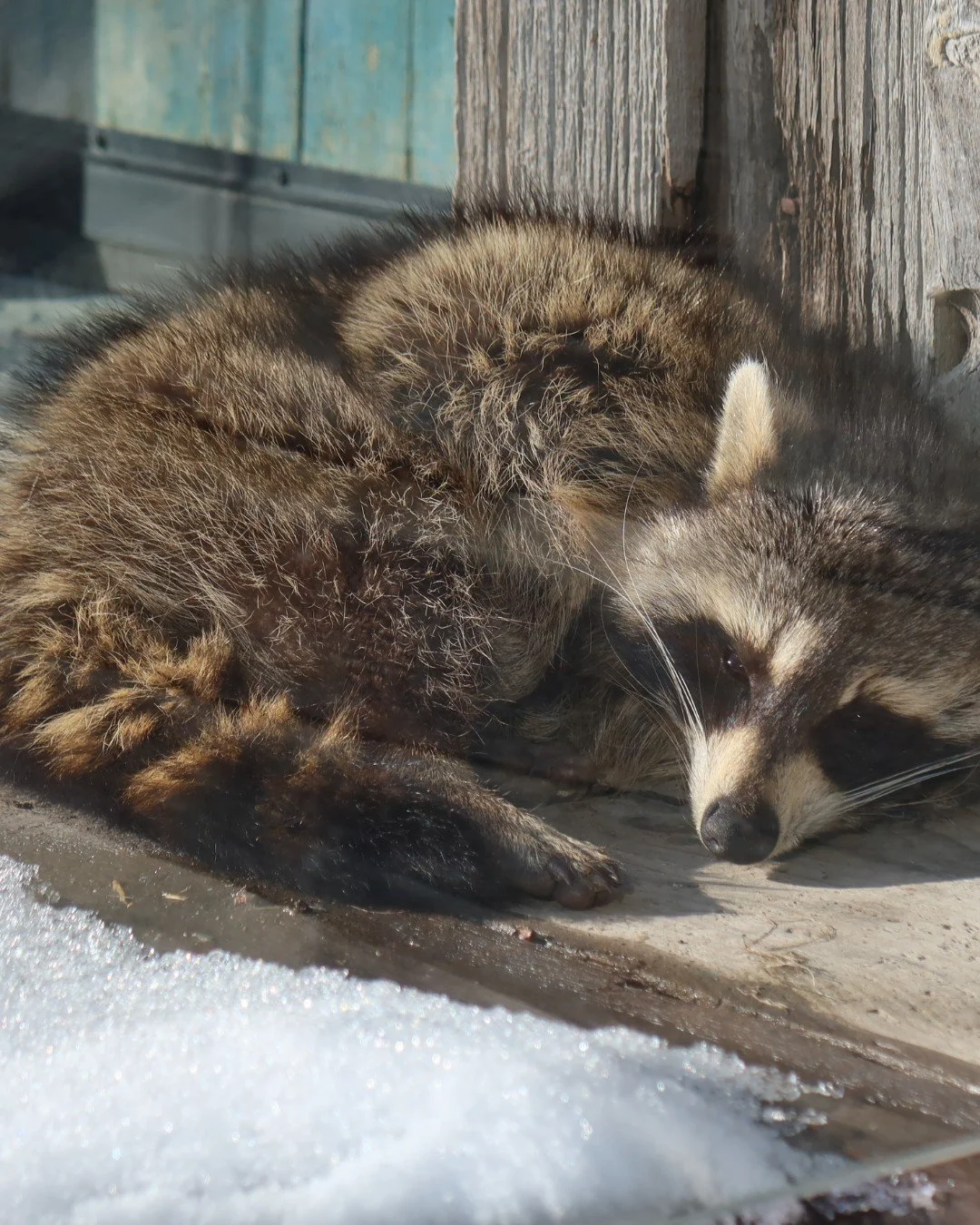 It's the official first day of winter! ⛄

Though it has been frosty and frozen plenty so far, we hope everyone stays warm this winter. 
Even the fine furry friends that call the Homestead their home.

Photo throwback to 2021