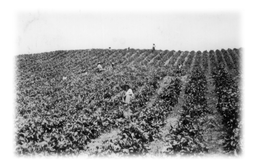 Japanese Canadian Farm Labourers in World War Two