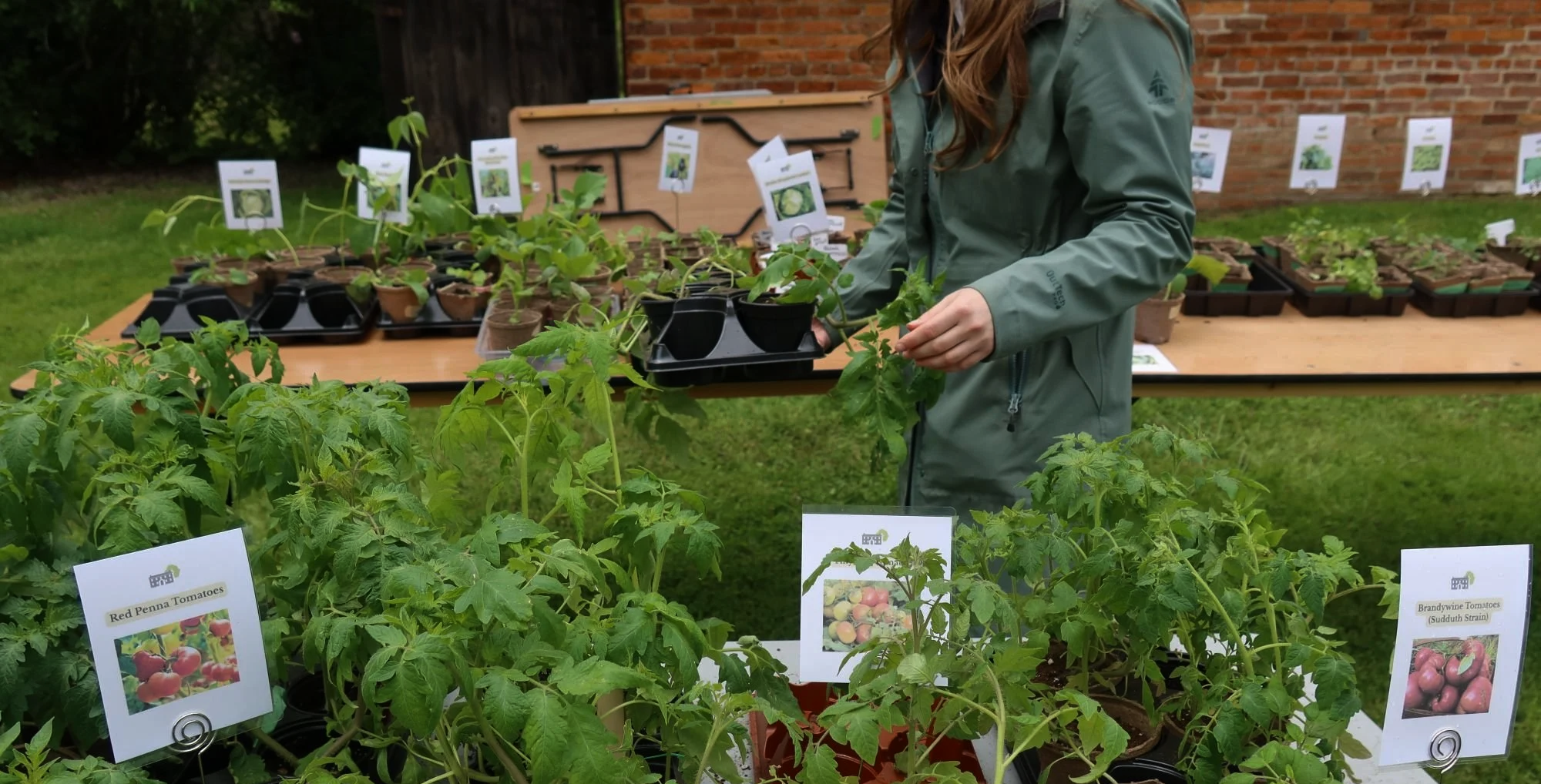 A woman handles several trays of vegetable seedlings waiting to be given away to a new garden.