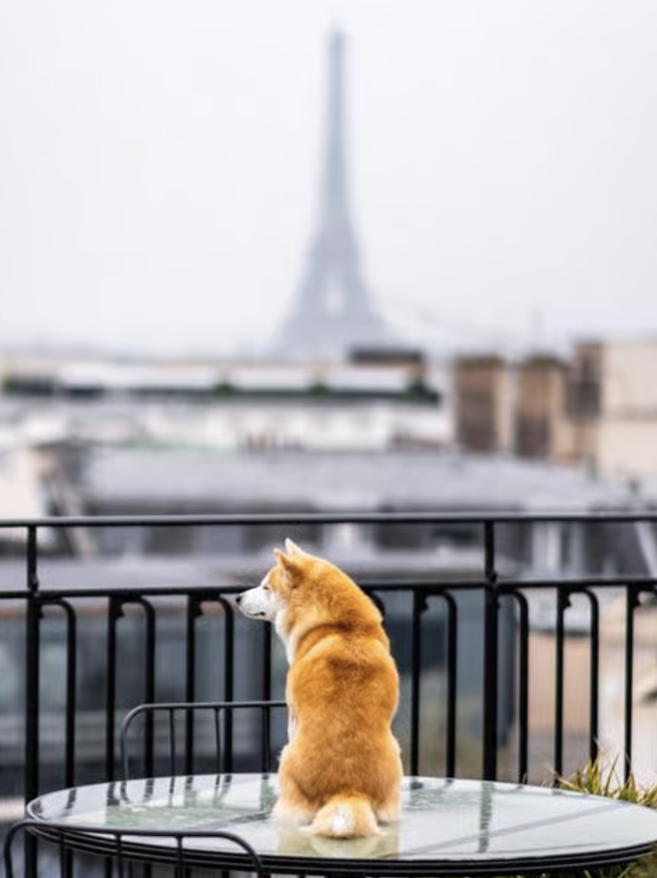 LE DOGGY BRUNCH DU KIMPTON ST HONORÉ, LE RENDEZ-VOUS LE PLUS CHIC À FAIRE AVEC SON CHIEN