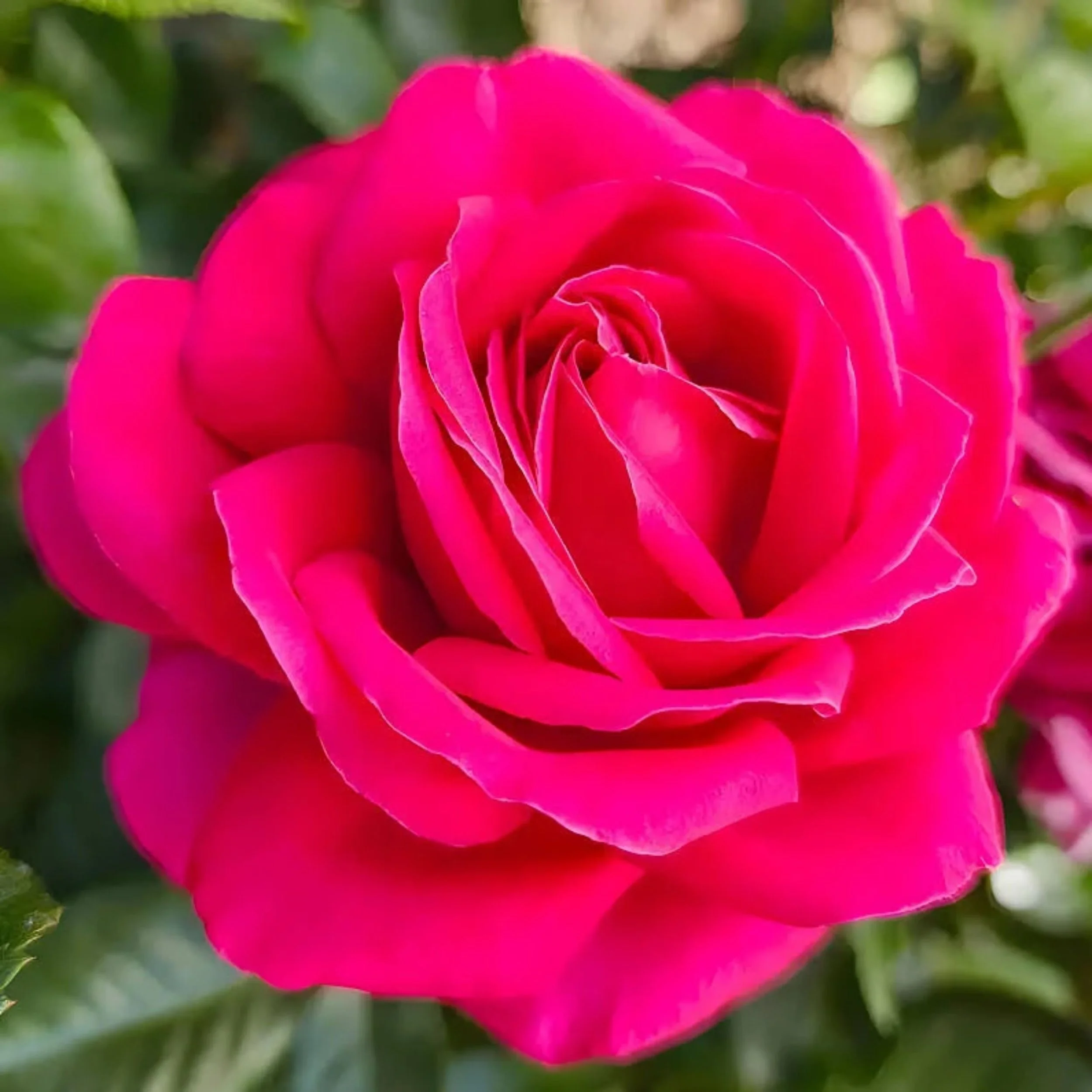 Nothing But Class Hybrid Tea Rose Available at Cold Creek Nurseries