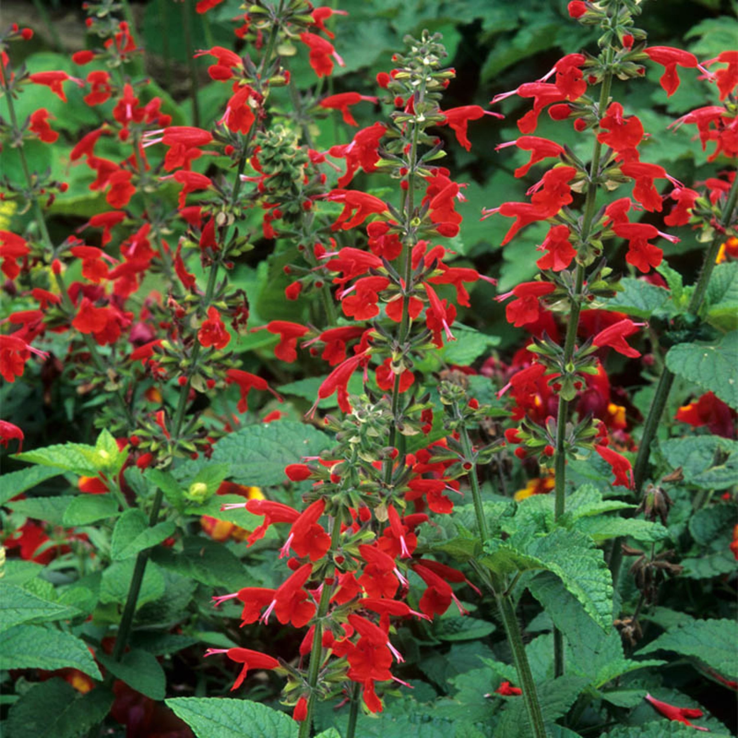 Salvia- Scarlet Sage