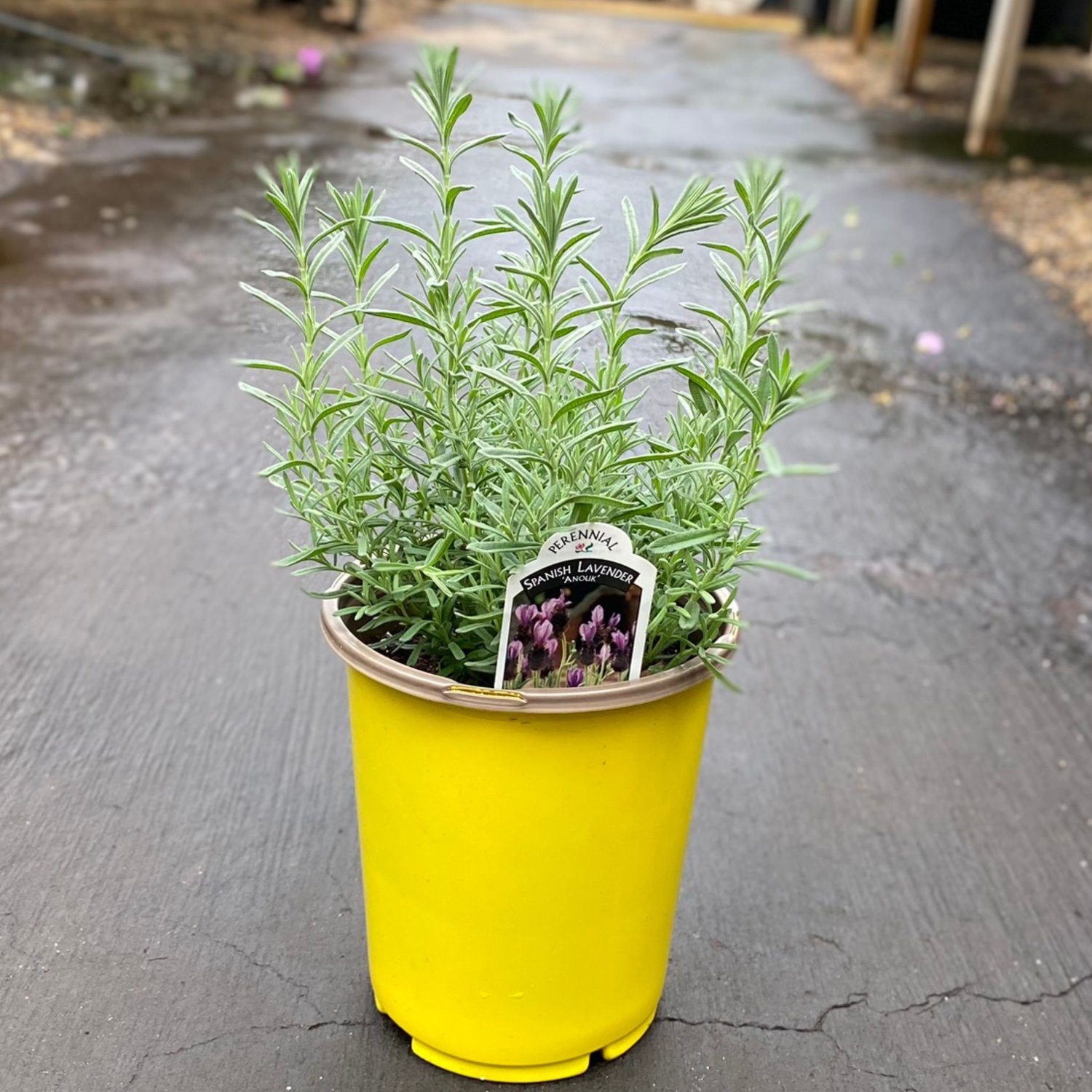 aralia plant indoors Aralia 'Ming Stump Plant'