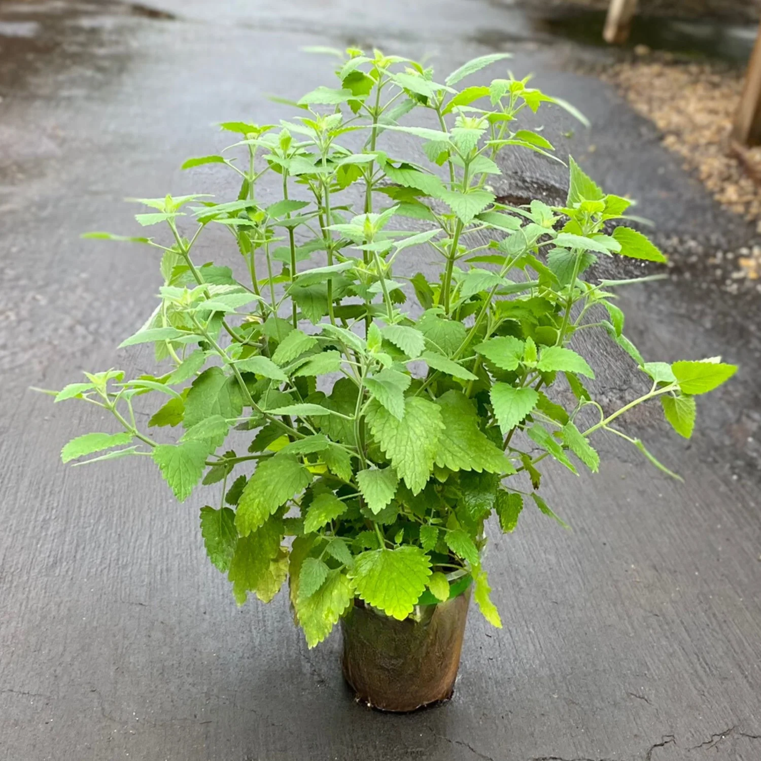 Catnip