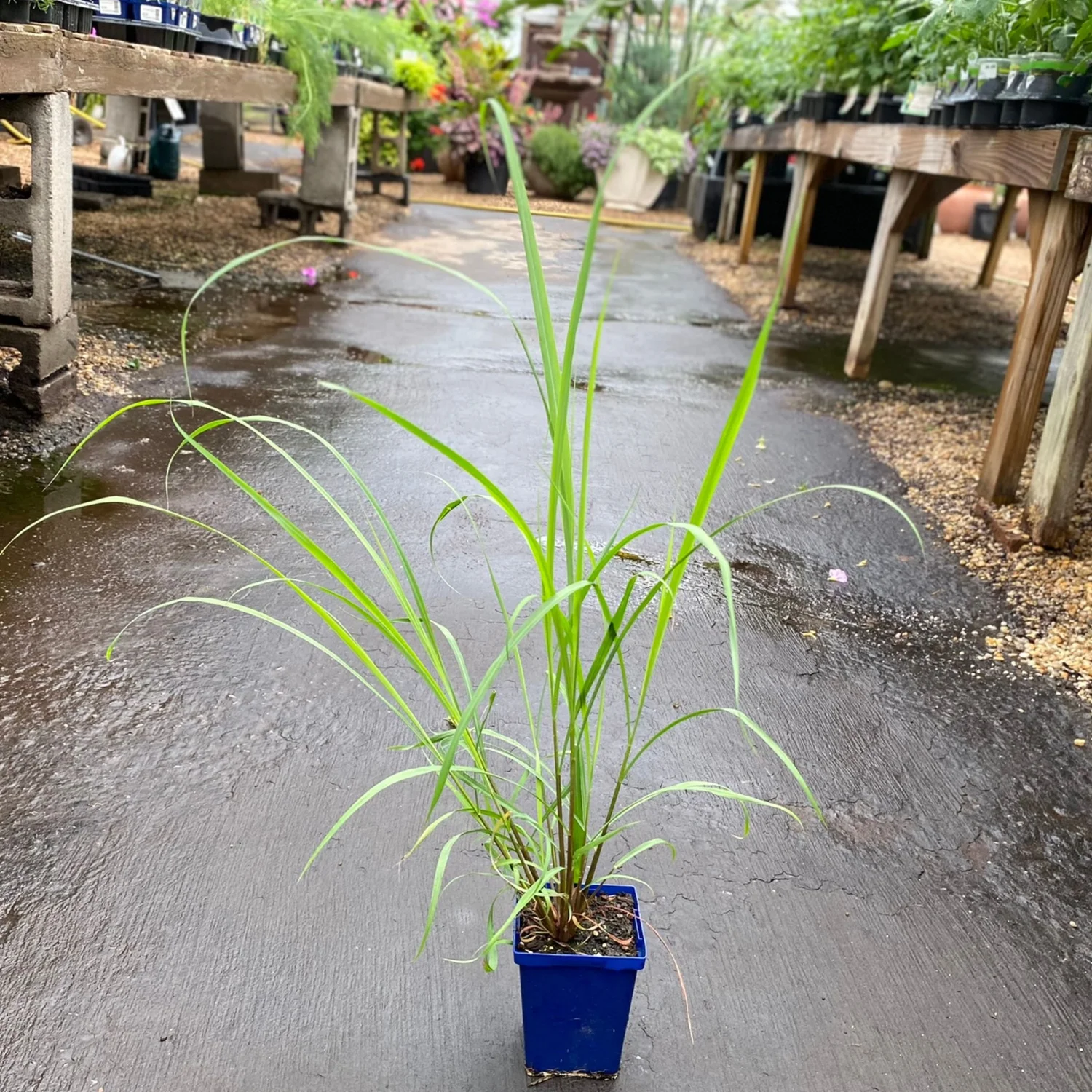 Lemongrass