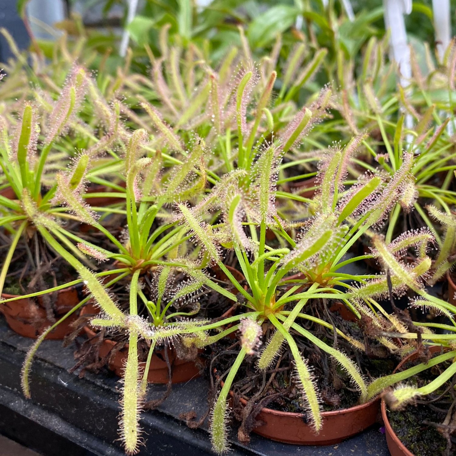 Sundew