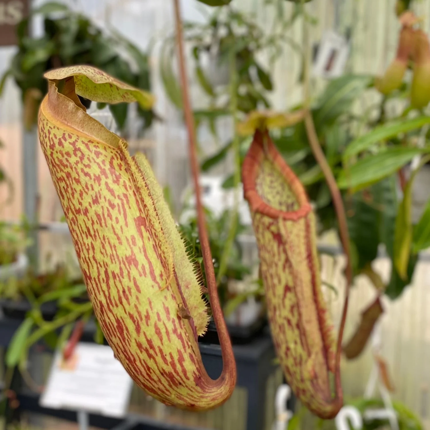 Pitcher Plant