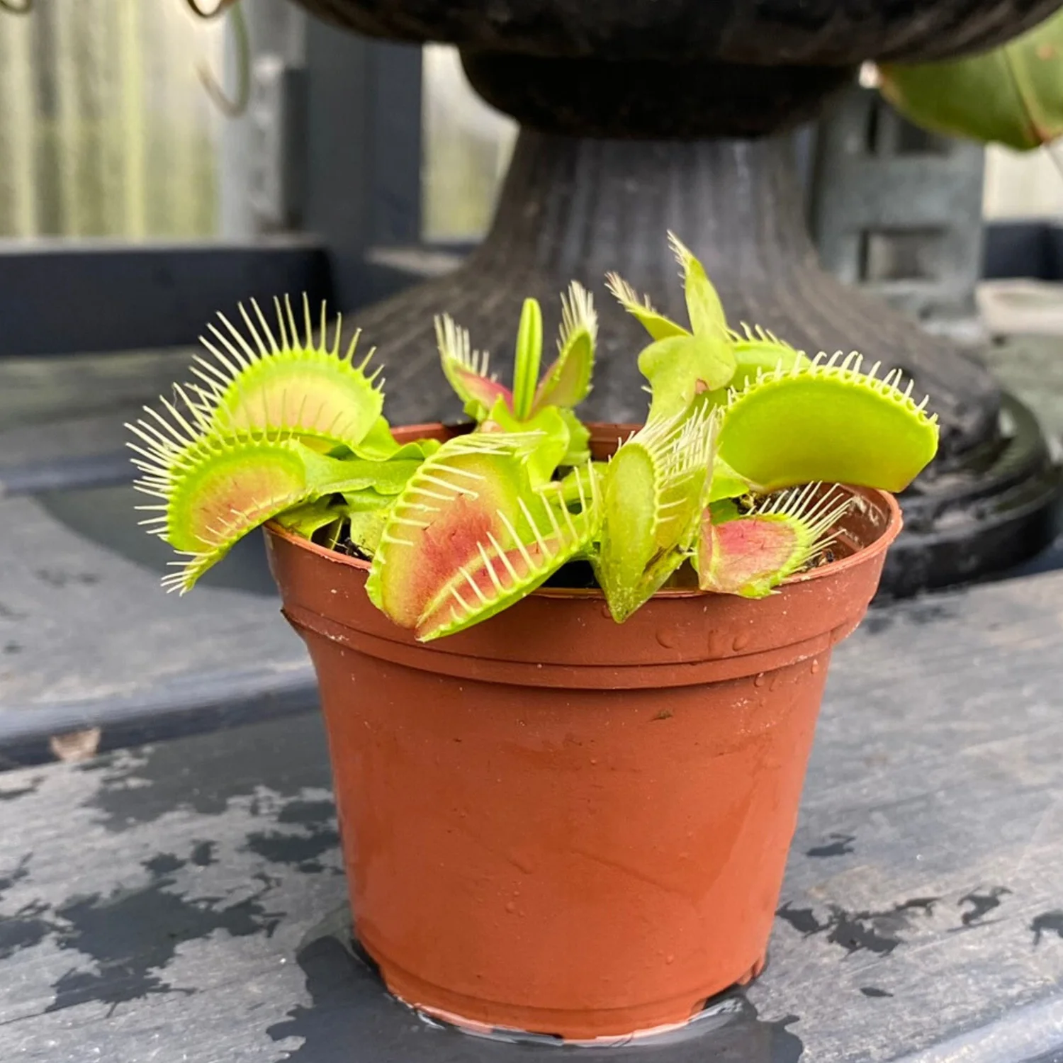 Venus Fly Trap