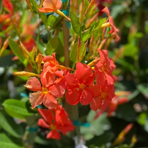 Coral Orange Mandevilla