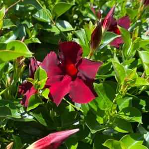 Merlot Mandevilla