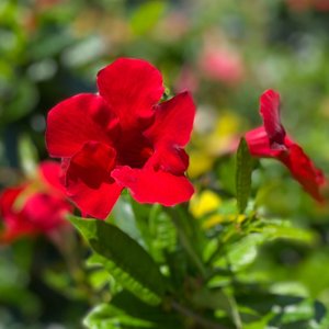 Red Mandevilla