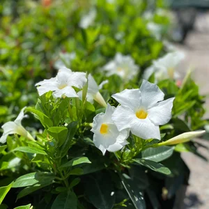 White Mandevilla