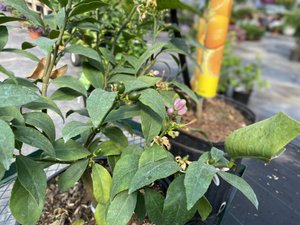 Meyer Lemon