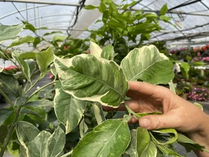 Pink Variegated Lemon