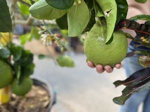 Ponderosa Lemon