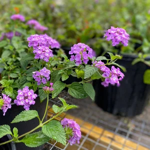 Lavender Lantana